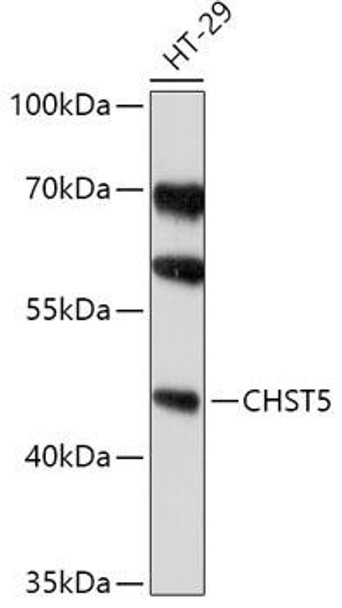 Cell Biology Antibodies 13 Anti-CHST5 Antibody CAB17667