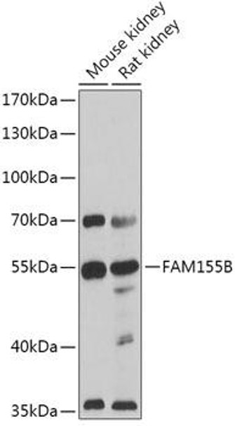 Cell Biology Antibodies 13 Anti-FAM155B Antibody CAB17686