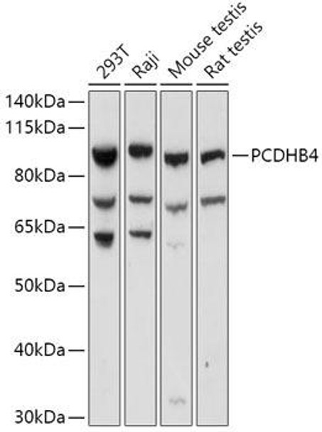 Cell Biology Antibodies 13 Anti-PCDHB4 Antibody CAB17733