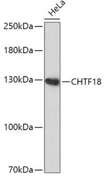 Cell Biology Antibodies 16 Anti-CHTF18 Antibody CAB17752