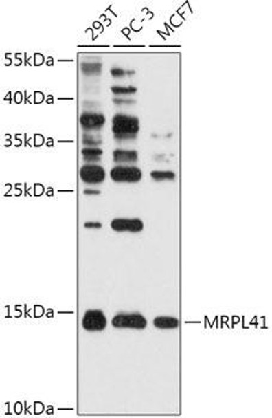 Cell Biology Antibodies 16 Anti-MRPL41 Antibody CAB17760