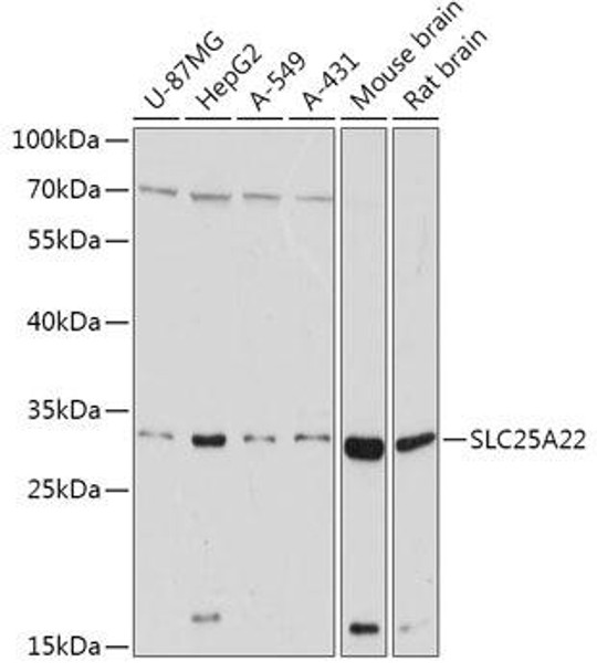 KO Validated Antibodies 1 Anti-SLC25A22 Antibody CAB17772KO Validated