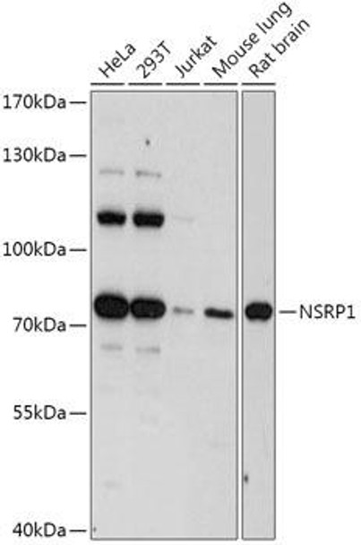 Cell Biology Antibodies 15 Anti-NSRP1 Antibody CAB17789