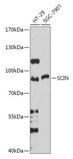 Cell Biology Antibodies 15 Anti-SCIN Antibody CAB17800