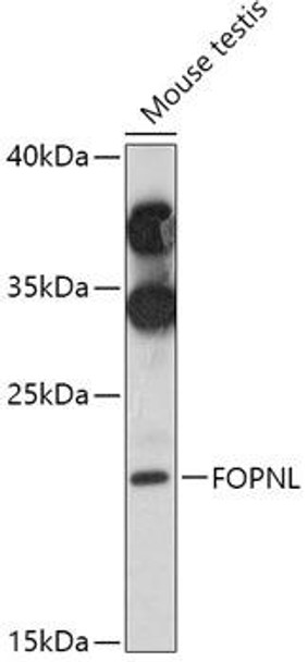 Cell Biology Antibodies 15 Anti-FOPNL Antibody CAB17818