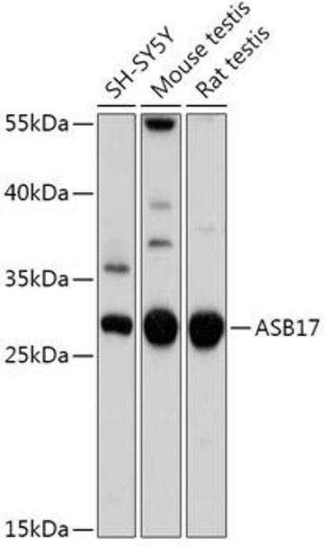 Cell Biology Antibodies 15 Anti-ASB17 Antibody CAB17822