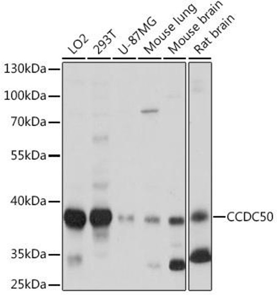 Cell Biology Antibodies 15 Anti-CCDC50 Antibody CAB17836