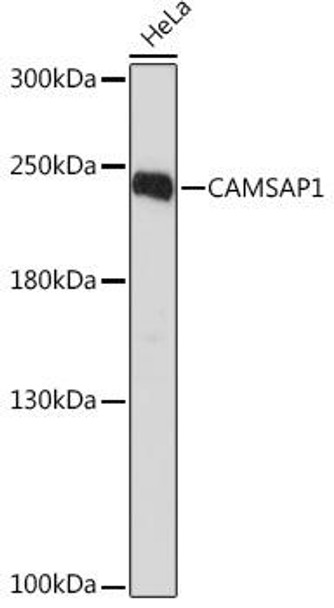 Cell Biology Antibodies 15 Anti-CAMSAP1 Antibody CAB17839