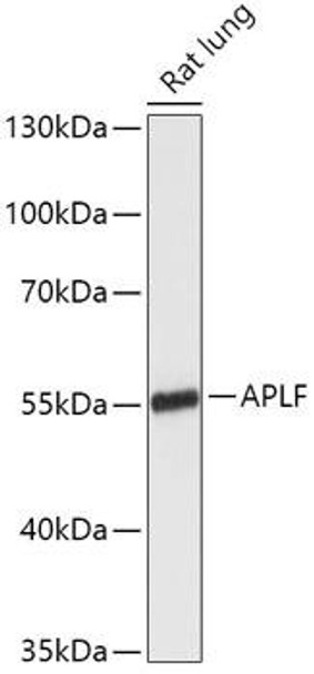 Cell Biology Antibodies 15 Anti-APLF Antibody CAB17842