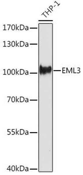 Cell Biology Antibodies 15 Anti-EML3 Antibody CAB17846