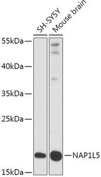 Cell Biology Antibodies 15 Anti-NAP1L5 Antibody CAB17849