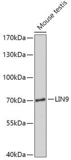 Cell Biology Antibodies 15 Anti-LIN9 Antibody CAB17851