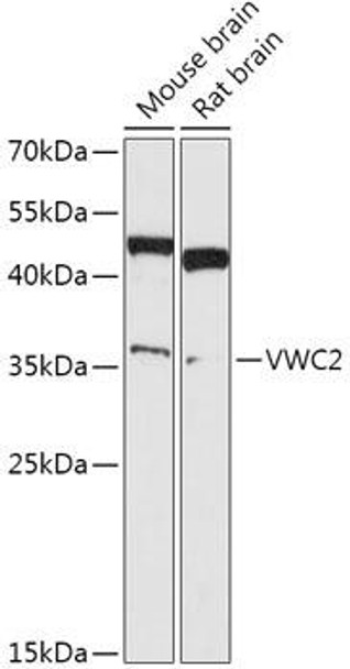 Cell Biology Antibodies 15 Anti-VWC2 Antibody CAB17852