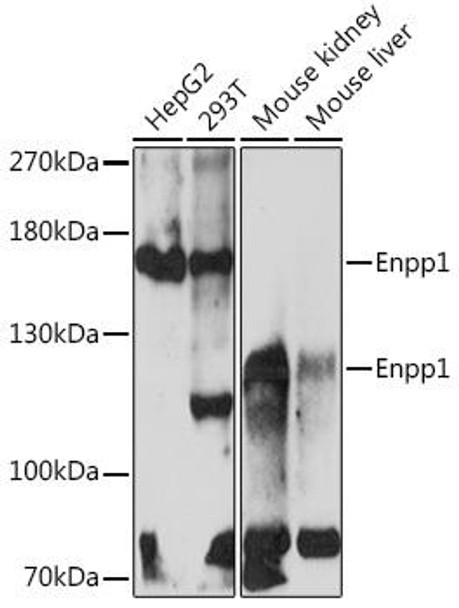 Cell Biology Antibodies 15 Anti-Enpp1 Antibody CAB17876