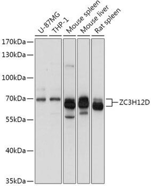 Cell Biology Antibodies 15 Anti-ZC3H12D Antibody CAB17881