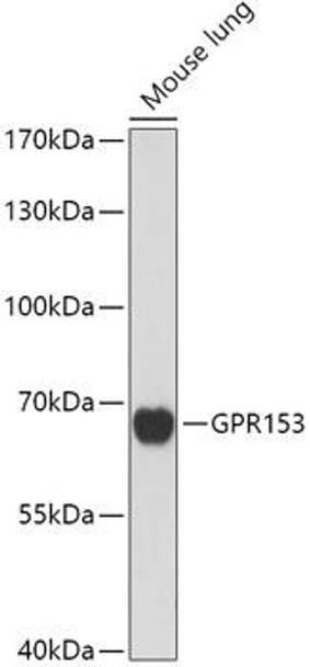 Cell Biology Antibodies 15 Anti-GPR153 Antibody CAB17884