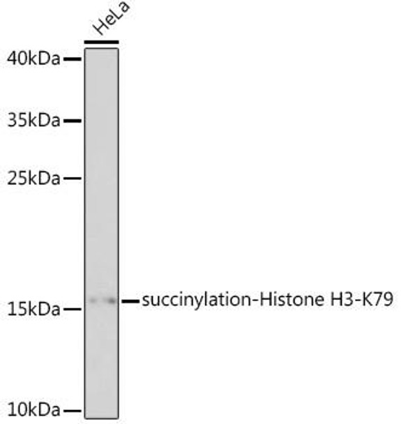 Epigenetics and Nuclear Signaling Antibodies 5 Anti-succinylation-Histone H3-K79 Antibody CAB17903