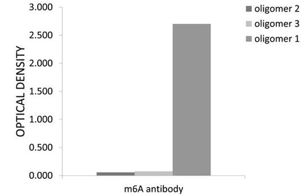 Cell Biology Antibodies 15 Anti-N6-methyladenosine / m6A Antibody CAB17924