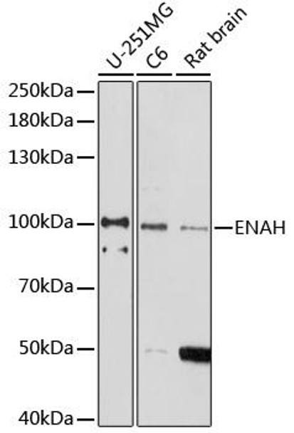 Cell Biology Antibodies 15 Anti-ENAH Antibody CAB17932