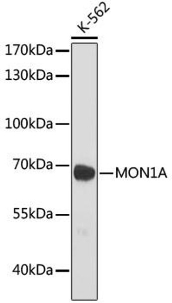 Cell Biology Antibodies 14 Anti-MON1A Antibody CAB17946