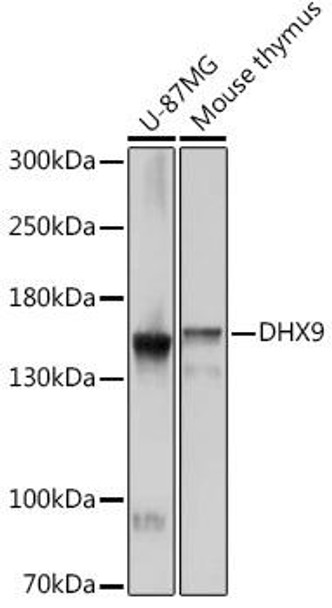 Cell Biology Antibodies 14 Anti-DHX9 Antibody CAB17955