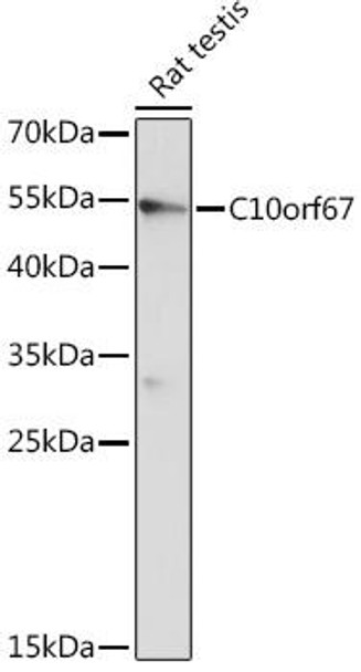 Cell Biology Antibodies 14 Anti-C10orf67 Antibody CAB17993