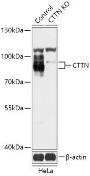 KO Validated Antibodies 1 Anti-CTTN Antibody CAB18038KO Validated