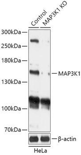 KO Validated Antibodies 1 Anti-MAP3K1 Antibody CAB18041KO Validated