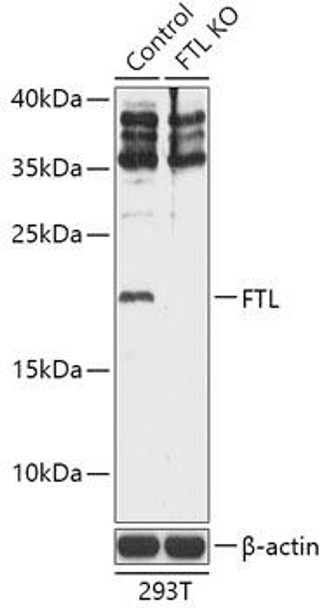 KO Validated Antibodies 1 Anti-FTL Antibody CAB18051KO Validated