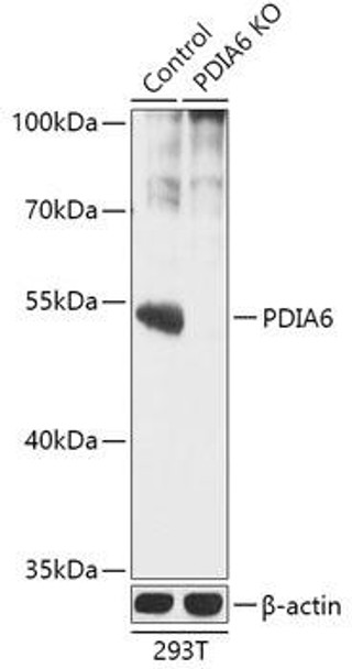 KO Validated Antibodies 2 Anti-PDIA6 Antibody CAB18092KO Validated