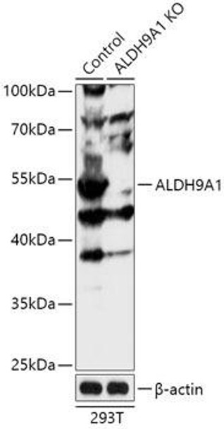 KO Validated Antibodies 2 Anti-ALDH9A1 Antibody CAB18098KO Validated