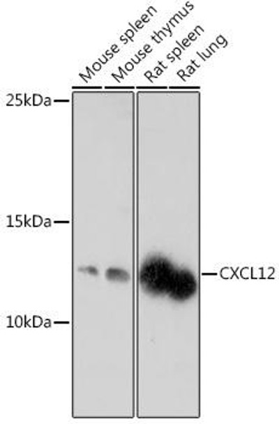 Cell Biology Antibodies 18 Anti-CXCL12 Antibody CAB18225