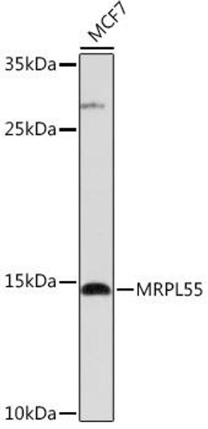 Cell Biology Antibodies 18 Anti-MRPL55 Antibody CAB18242