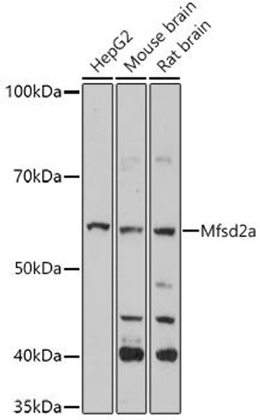 Cell Biology Antibodies 18 Anti-Mfsd2a Antibody CAB18288