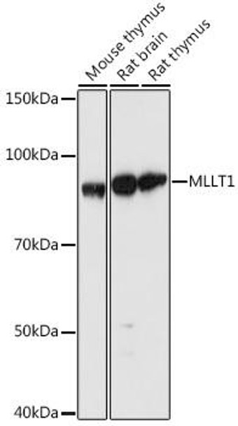 Cell Biology Antibodies 18 Anti-MLLT1 Antibody CAB18333