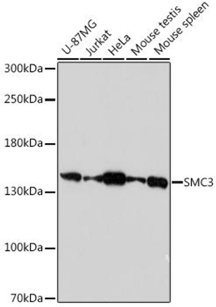 Cell Biology Antibodies 18 Anti-SMC3 Antibody CAB18402