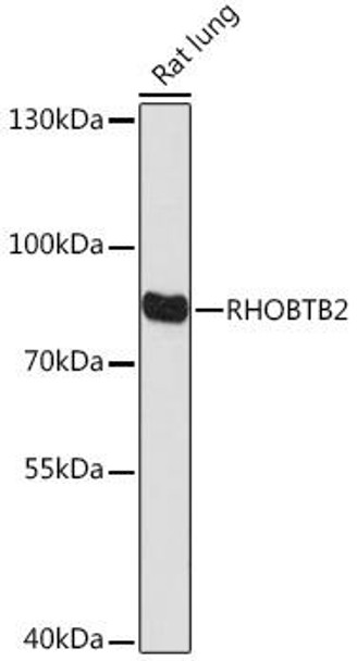 Cell Biology Antibodies 18 Anti-RHOBTB2 Antibody CAB18432