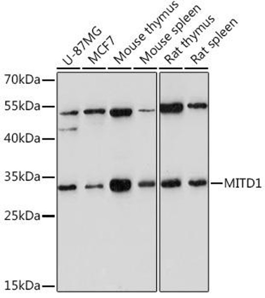 Cell Biology Antibodies 15 Anti-MITD1 Antibody CAB18540