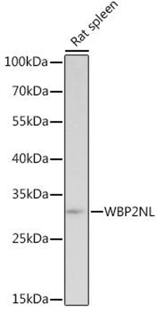 Cell Biology Antibodies 15 Anti-WBP2NL Antibody CAB18555