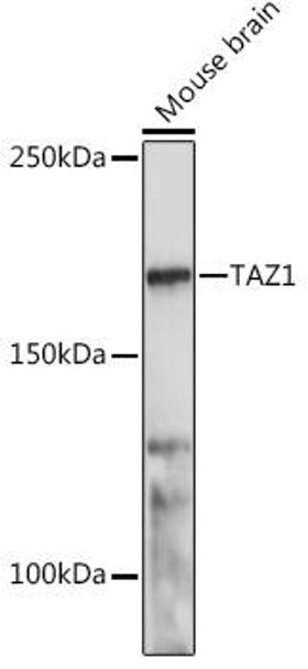 Cell Biology Antibodies 15 Anti-TAZ1 Antibody CAB18568