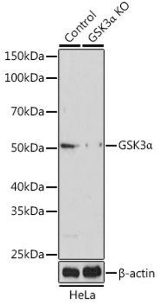 KO Validated Antibodies 2 Anti-GSK3Alpha Antibody CAB18655KO Validated