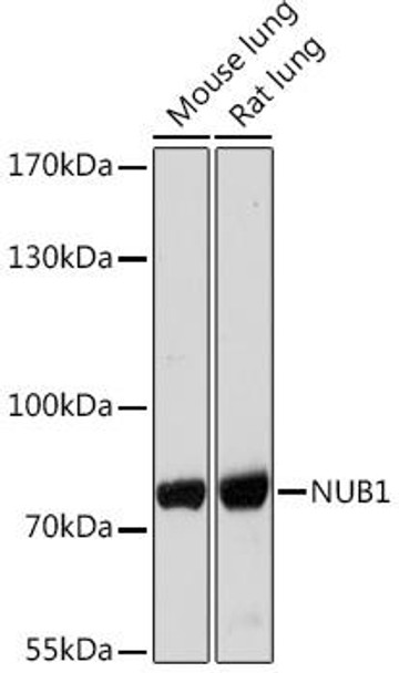 Cell Biology Antibodies 15 Anti-NUB1 Antibody CAB18665