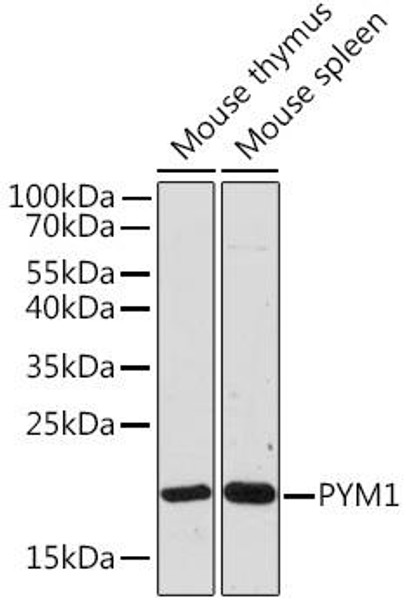 Cell Biology Antibodies 15 Anti-PYM1 Antibody CAB18669