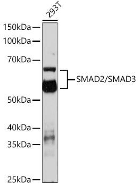 Cell Biology Antibodies 17 Anti-SMAD2/SMAD3 Antibody CAB18674