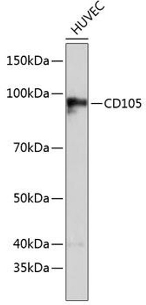 Cardiovascular Antibodies Anti-CD105 Antibody CAB19008