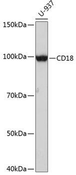 Cell Biology Antibodies 17 Anti-CD18 Antibody CAB19012