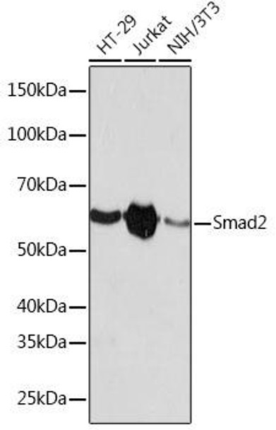 KO Validated Antibodies 2 Anti-Smad2 Antibody KO Validated CAB19114