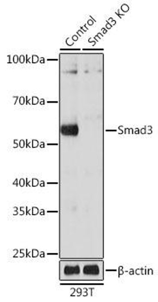 KO Validated Antibodies 2 Anti-Smad3 Antibody KO Validated CAB19115