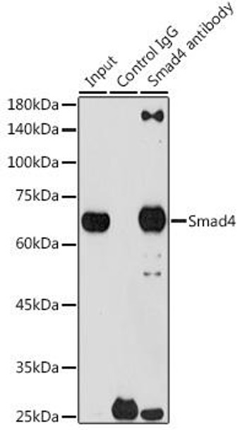 KO Validated Antibodies 2 Anti-Smad4 Antibody KO Validated CAB19116