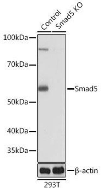 KO Validated Antibodies 2 Anti-Smad5 Antibody KO Validated CAB19117